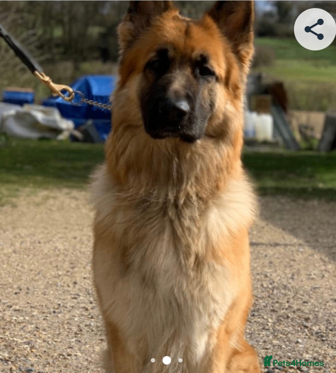 German Shepherd dogs for sale: German Shepard puppy - Advert 2