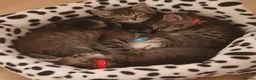 Mixed Breed cats for sale: Beautiful bengal mixed kittens - Advert 11