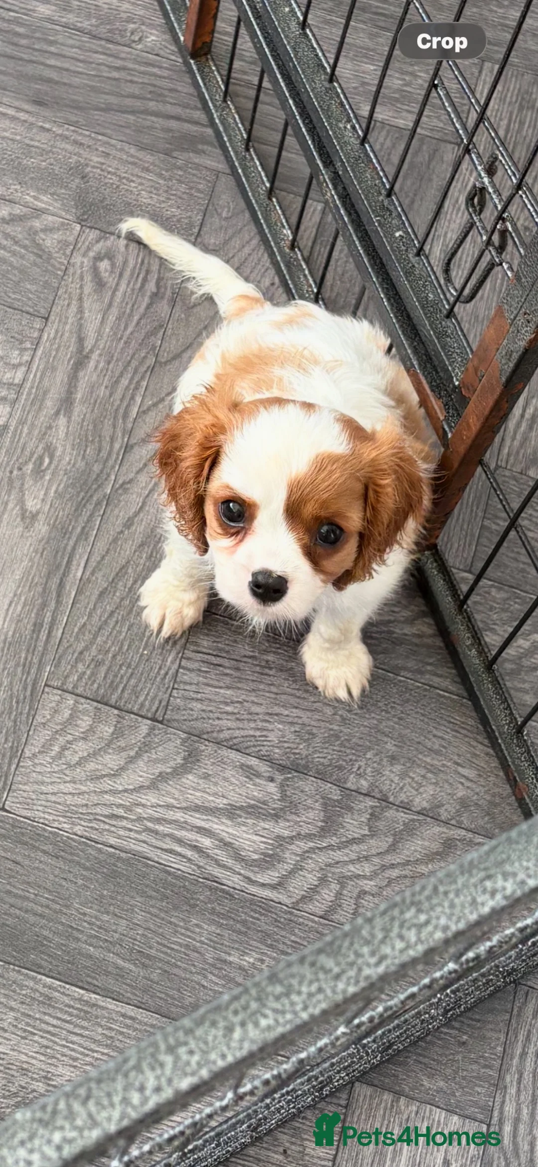 Cavalier King Charles Spaniel dogs for sale: stunning cavalier king charles puppies - Advert 2