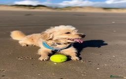 Cavapoochon dogs for stud: 🐾 Stud Available – Meet Eggy the Cavapoochon! 🐾 - Advert 4