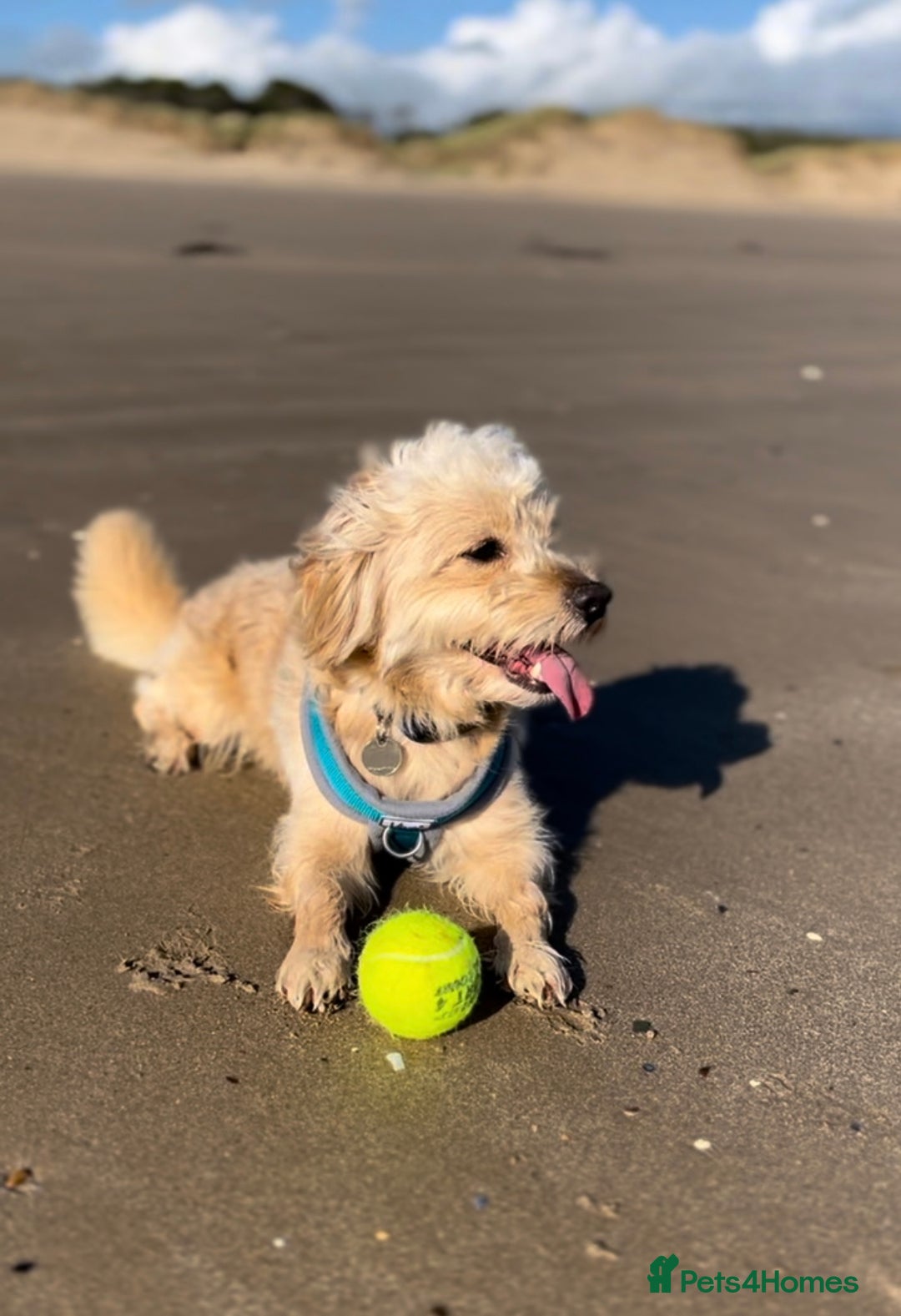 Cavapoochon dogs for stud: 🐾 Stud Available – Meet Eggy the Cavapoochon! 🐾 - Advert 4