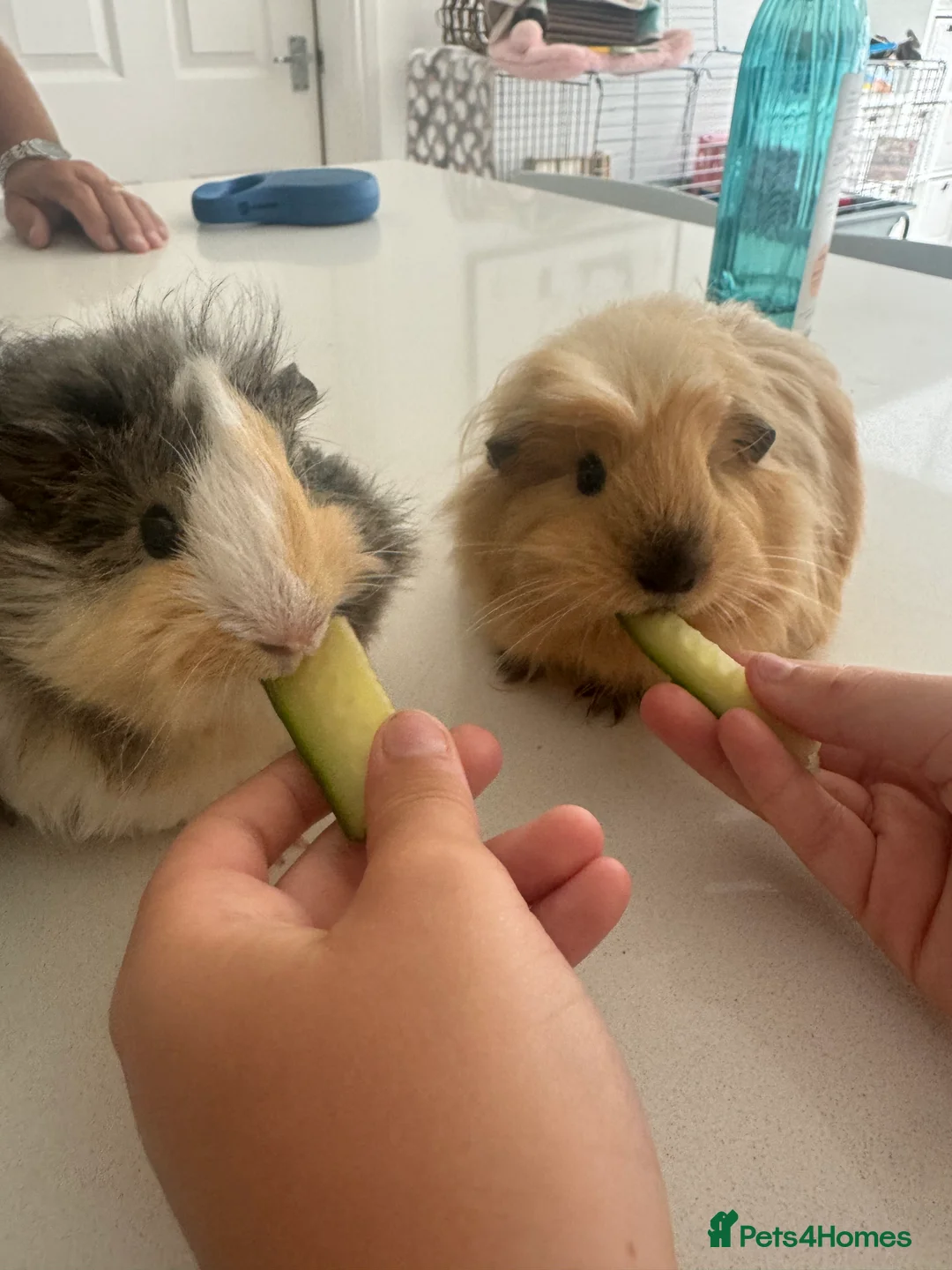 Guinea Pig rodents for sale: Two guinea pigs for sale with full set up  - Advert 3