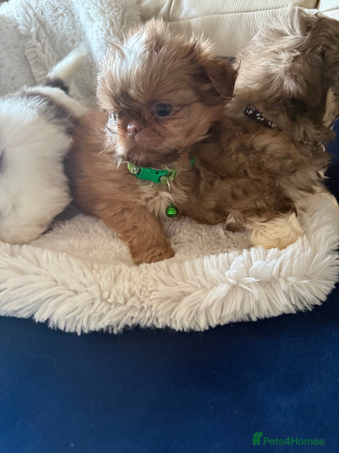 Shih Tzu dogs for sale: IMRERIAL SHIHTZU PUPPIES - Advert 28