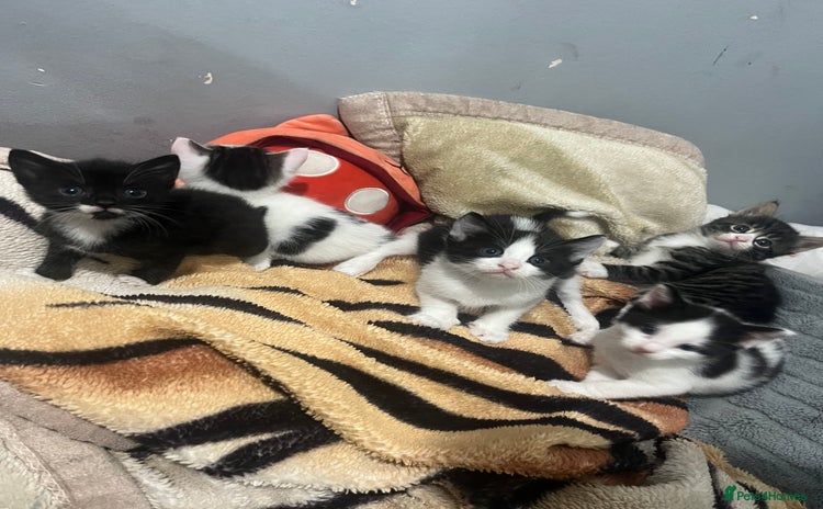 Mixed Breed cats - Advert 6