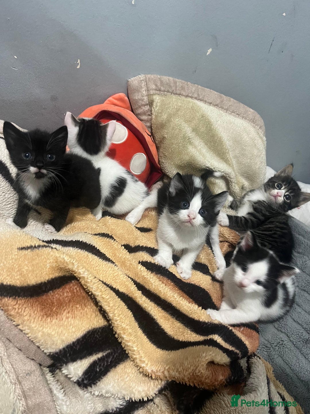 Mixed Breed cats for sale: 5 beautiful kittens ready to go - Image 1