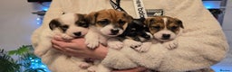 Mixed Breed dogs for sale: Five beautiful Jack Russel puppies for sale - Advert 3
