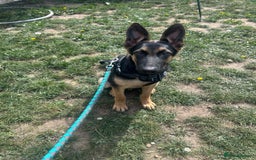 German Shepherd dogs for sale: German shepherd male - Image 3