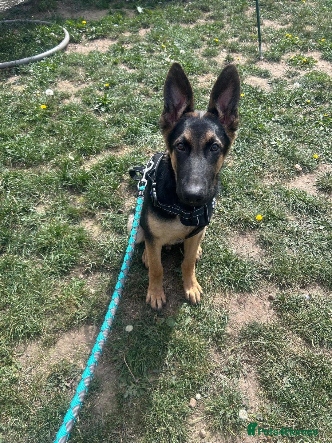 German Shepherd dogs for sale: German shepherd male - Image 3