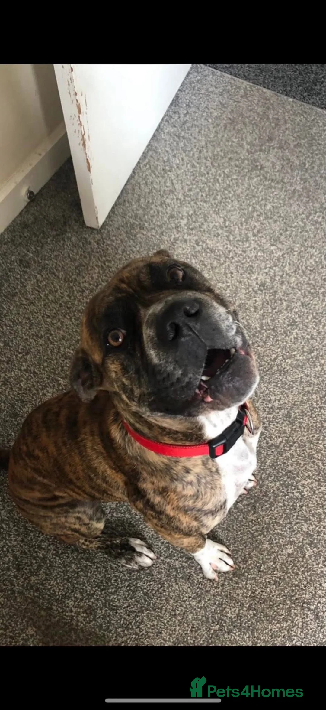 Mixed Breed dogs for sale: 4 year old cane corso cross boxer.  - Advert 6