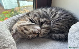 Mixed Breed cats for sale: Adorable Playful Happy Mixed breed kittens - Image 16