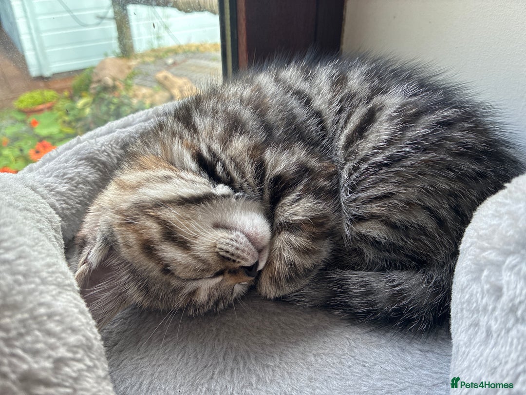 Mixed Breed cats for sale: Adorable Playful Happy Mixed breed kittens - Image 16