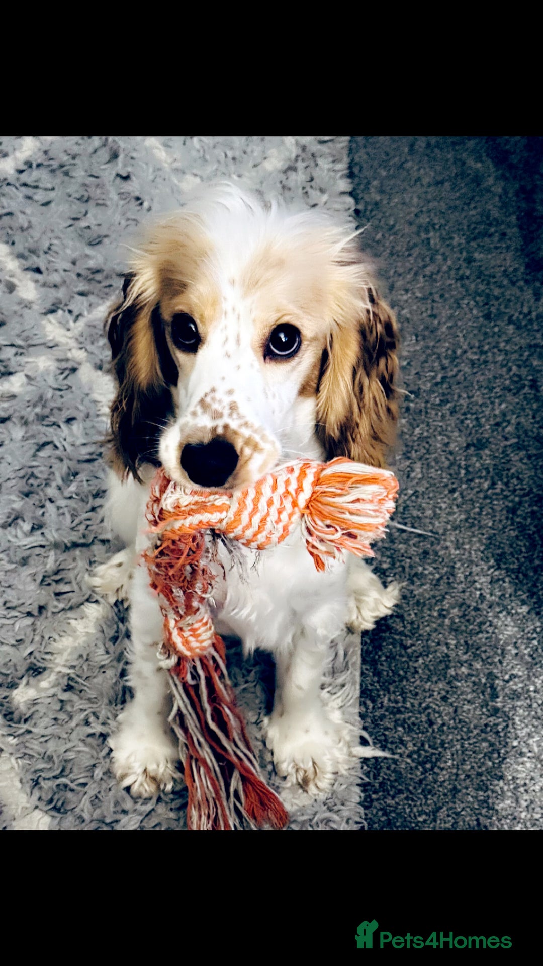 Cocker Spaniel dogs for sale: Beautiful litter of cocker spaniels  - Advert 9