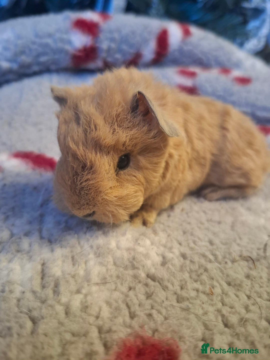 Guinea Pig rodents for sale: Sheltie Baby Guinea pigs Boys & Girls - Advert 5