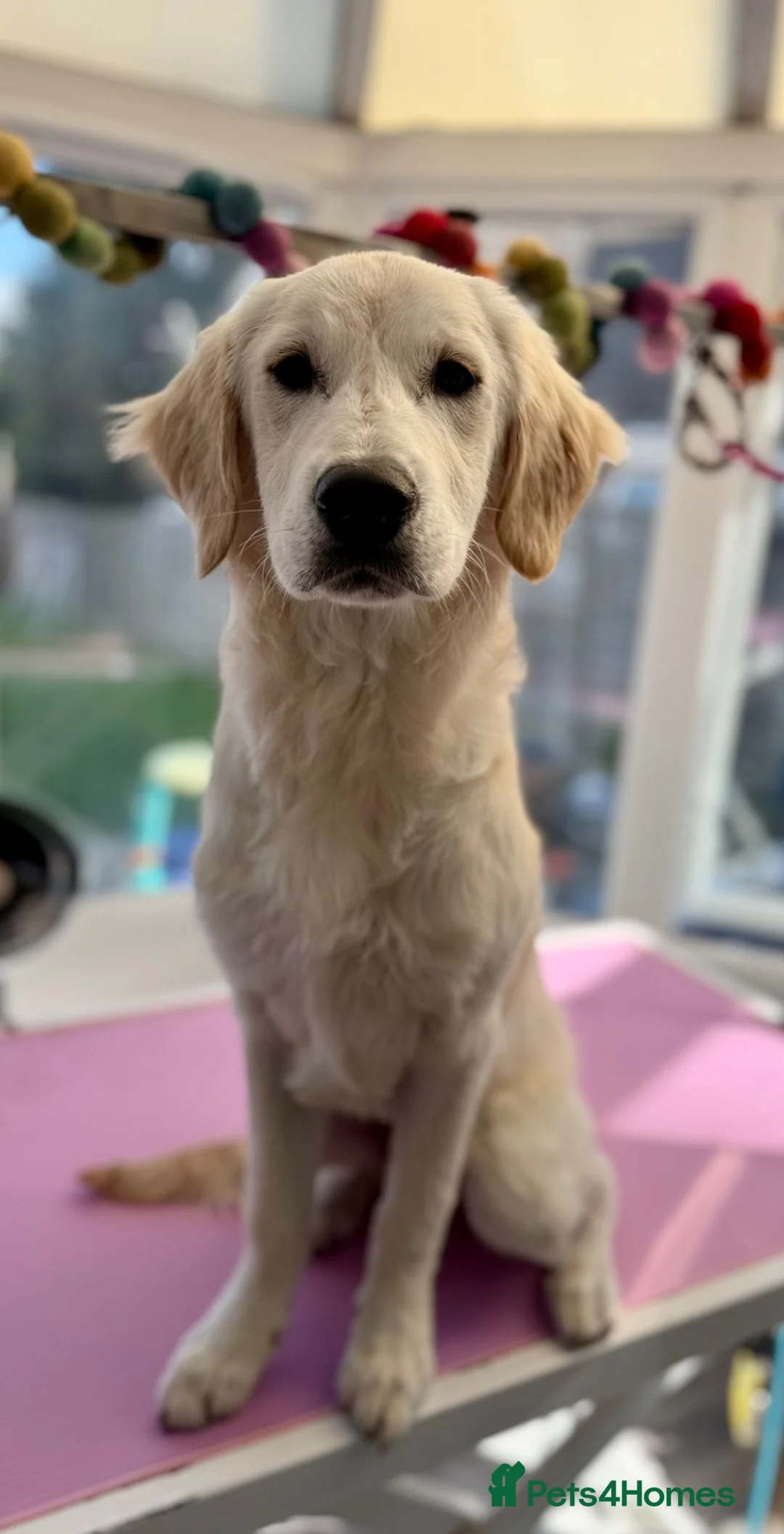 Golden Retriever dogs for sale: 7 month old Golden retriever  in Derby - Advert 2