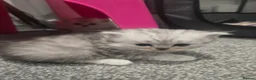 Ragdoll cats for sale: Ragdoll x persian kittens  - Advert 17
