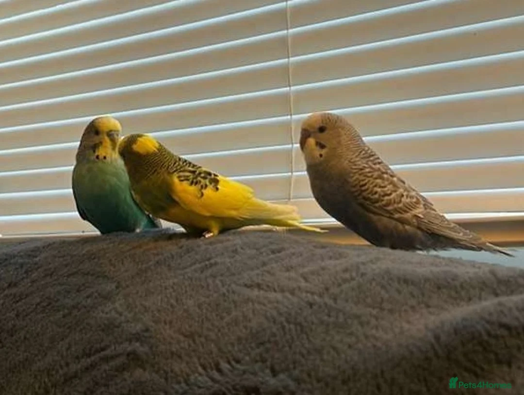 Parrots birds for sale: Affectionate Parrots That Love Human Interaction in Orpington - Advert 3