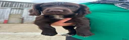 Cocker Spaniel dogs for sale: Cocker spaniel pups - READY NOW  in Whitby - Advert 14
