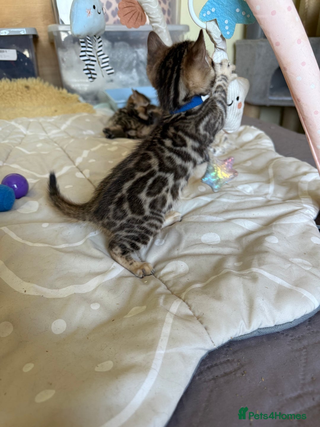 Bengal cats for sale: Stunning 🐾 Pedigree Bengal Kittens 🐆 TICA Reg - Advert 12