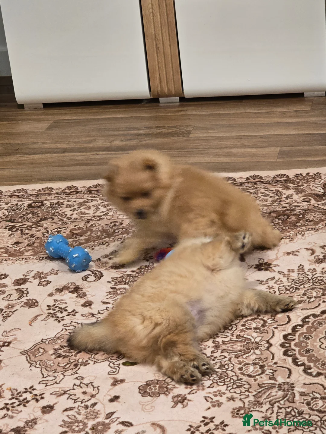 Pomeranian dogs for sale: Sold, sold 2 sweet little girl puppies - Advert 6