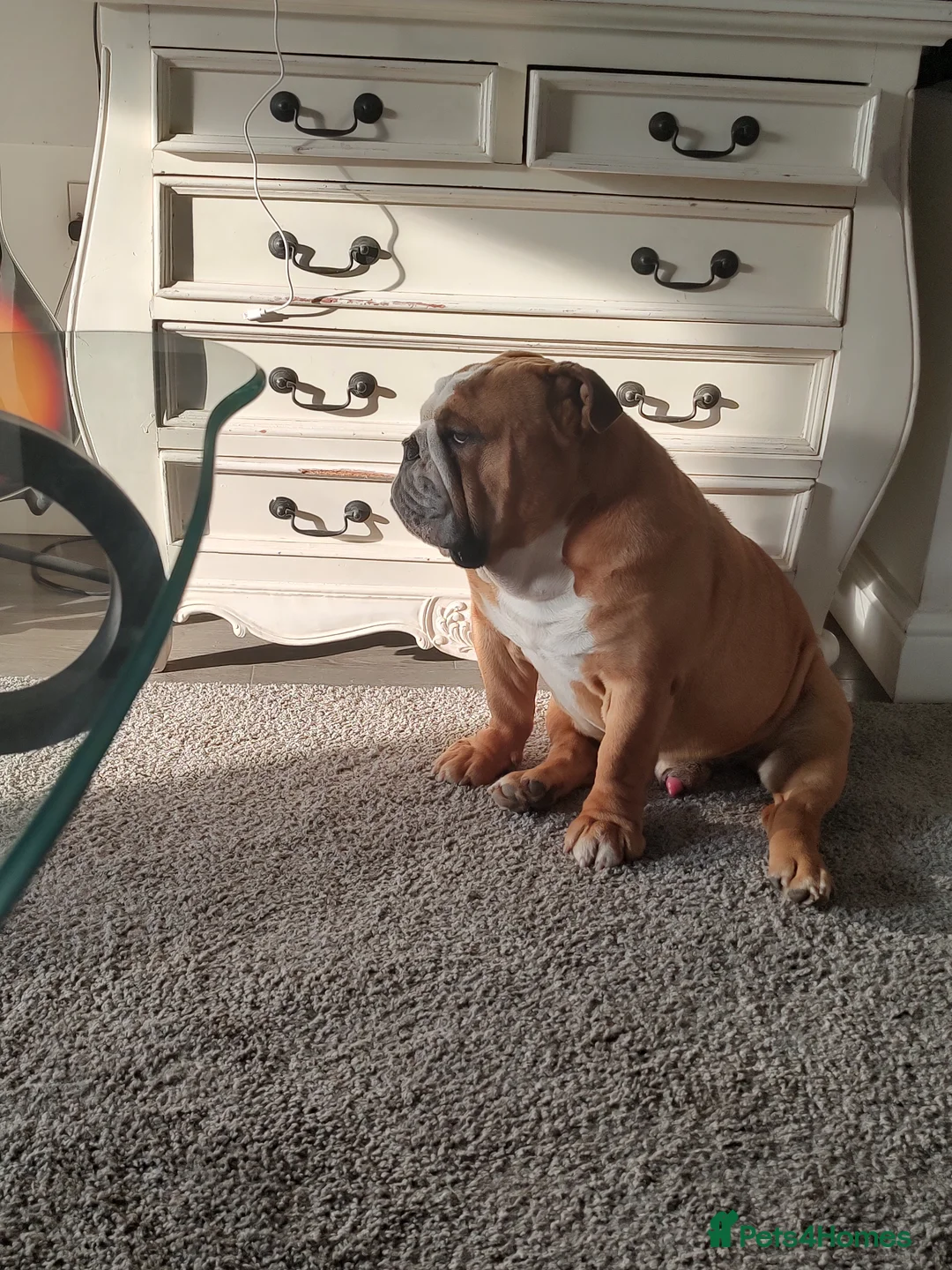 English Bulldog dogs for sale: English bulldog - 4 years old - Advert 5