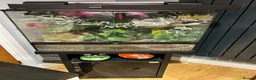Gecko reptiles for sale: Male crested gecko and setup  in Bournemouth - Advert 3
