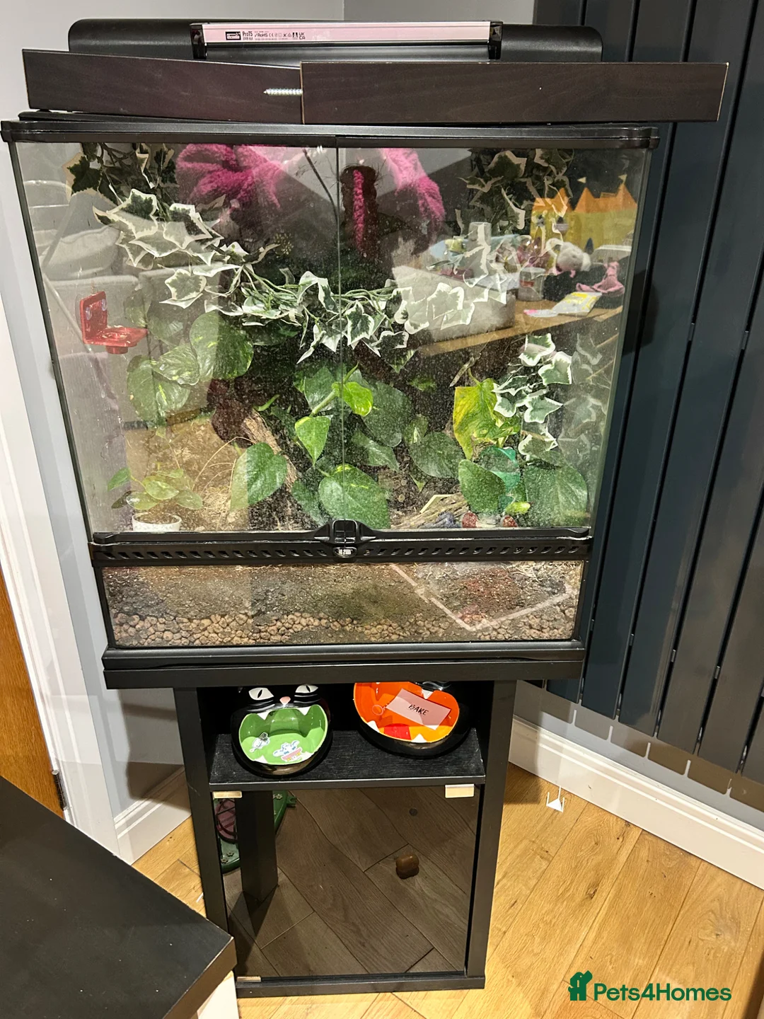 Gecko reptiles for sale: Male crested gecko and setup  in Bournemouth - Advert 3