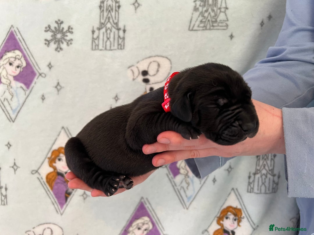 Great Dane dogs for sale: Great Dane puppies - Image 30