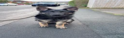 German Shepherd dogs for sale: German shepherd dog  - Advert 4