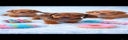 Miniature Dachshund dogs for sale: Miniature dachshund puppies 🐶 READY NOW - Advert 25