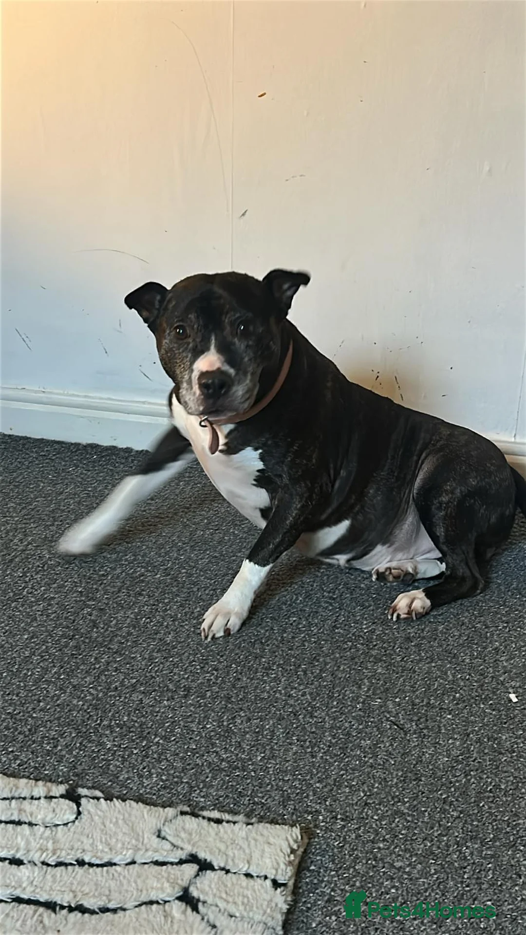 Mixed Breed dogs for sale: Loveable bully needs rehoming in Stoke-on-Trent - Advert 3