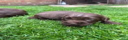 Sprocker dogs for sale: Beautiful sprocker puppies  - Advert 14