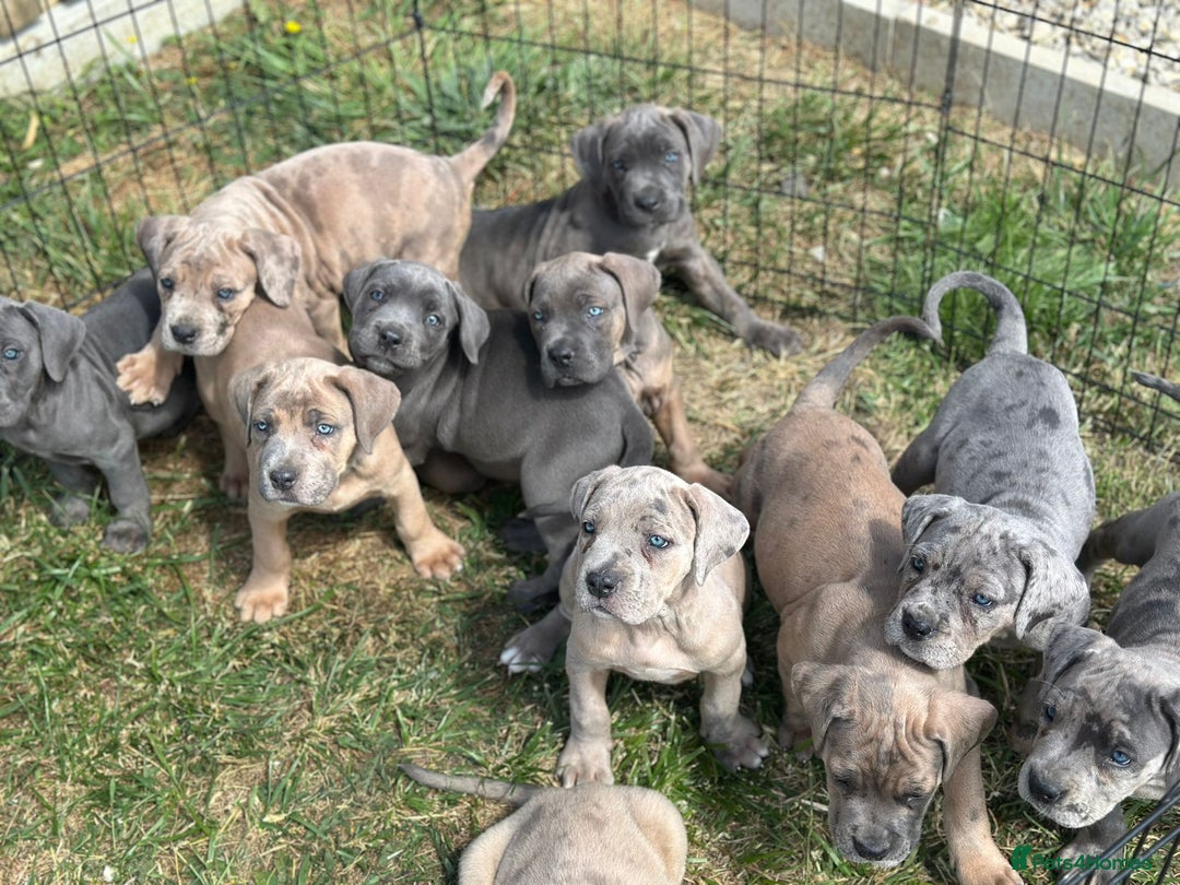 Cane Corso dogs for sale: Cane corso  MALES FULLY VACCINATED  in Dereham - Image 20