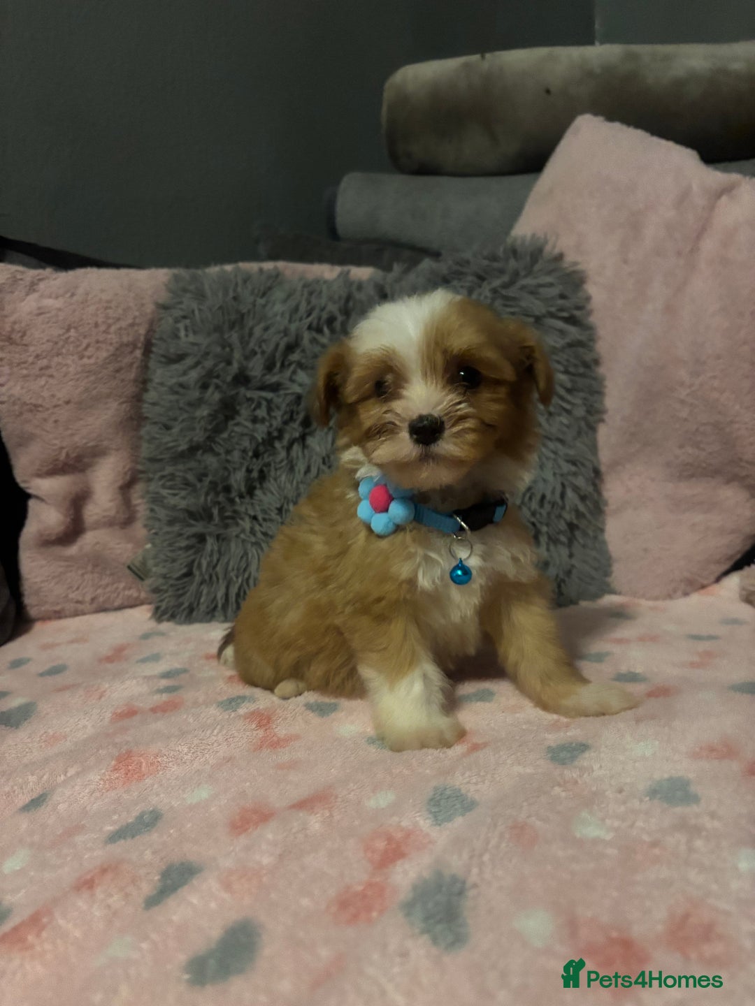 Mixed Breed dogs for sale: Lhasa apso x chorkie  - Image 10