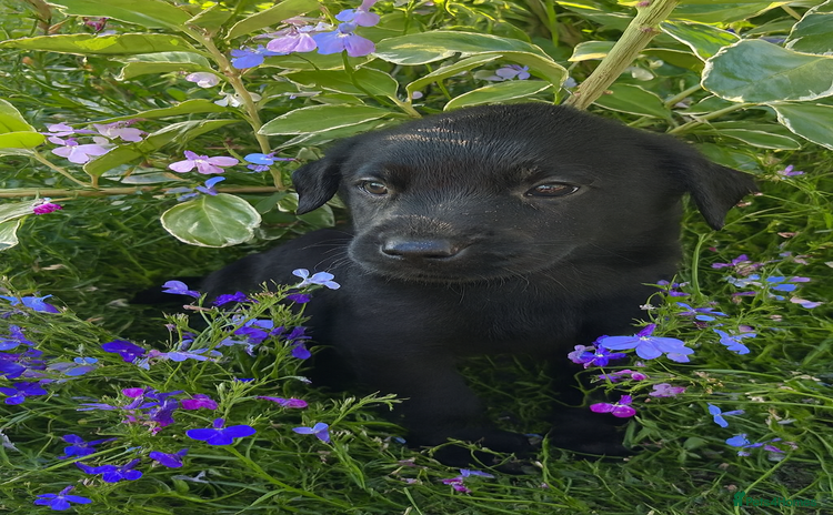 Labrador Retriever dogs - Advert 3