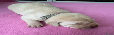 Labrador Retriever Puppy 6