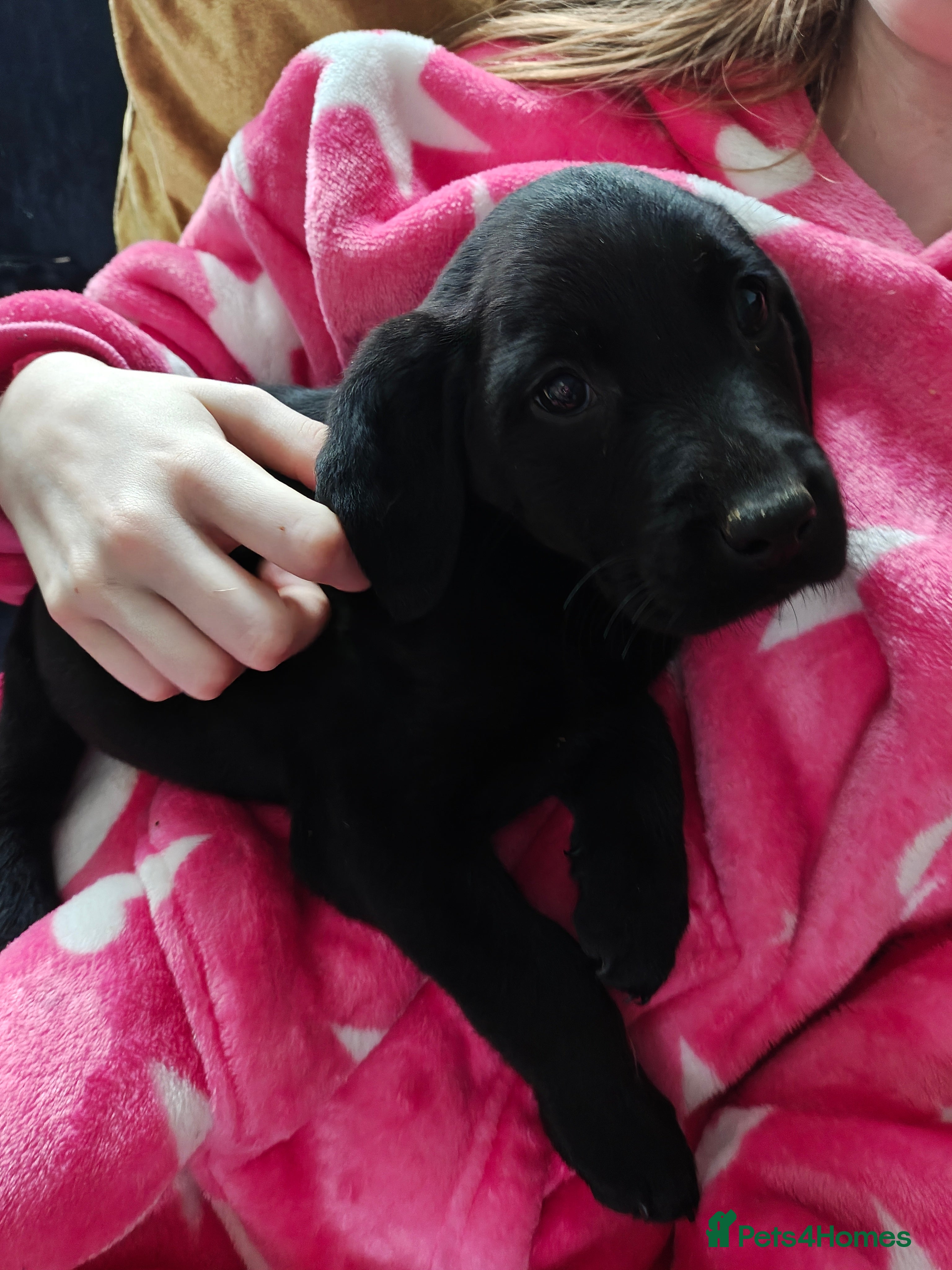 Labrador Retriever dogs READY last black boy left - Stunning Lab pups - Advert 1