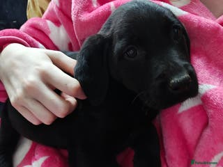 Labrador Retriever dogs READY last black boy left - Stunning Lab pups - Advert 4