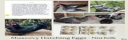 Ducks poultry for sale: Muscovy Duck Hatching eggs - Mixed Colour - Advert 1