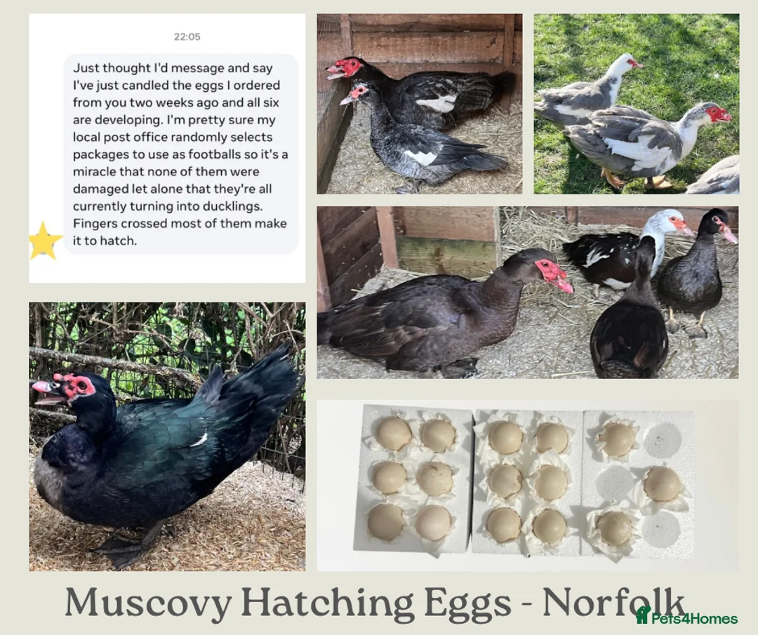 Ducks poultry for sale: Muscovy Duck Hatching eggs - Mixed Colour - Advert 1
