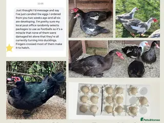 Ducks poultry for sale: Muscovy Duck Hatching eggs - Mixed Colour - Advert 2