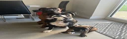 Boxer dogs for sale: 9 Beautiful Boxer puppies in Lewes - Advert 17