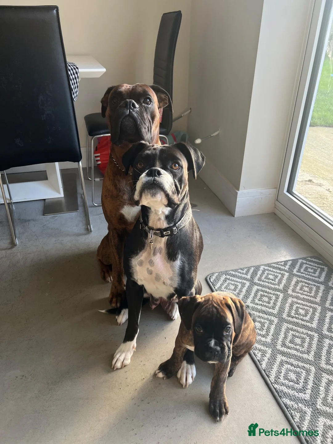 Boxer dogs for sale: 9 Beautiful Boxer puppies in Lewes - Advert 17