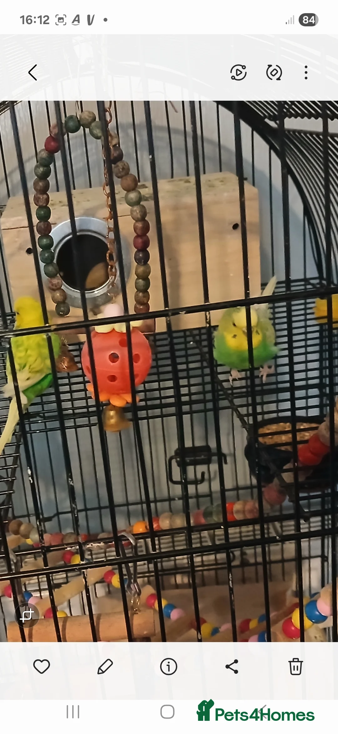 Mixed Breed birds for sale: Budgies for sale  - Advert 2