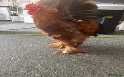 Chickens poultry for sale: Bantam cockerel looking for loving home!  - Image 5