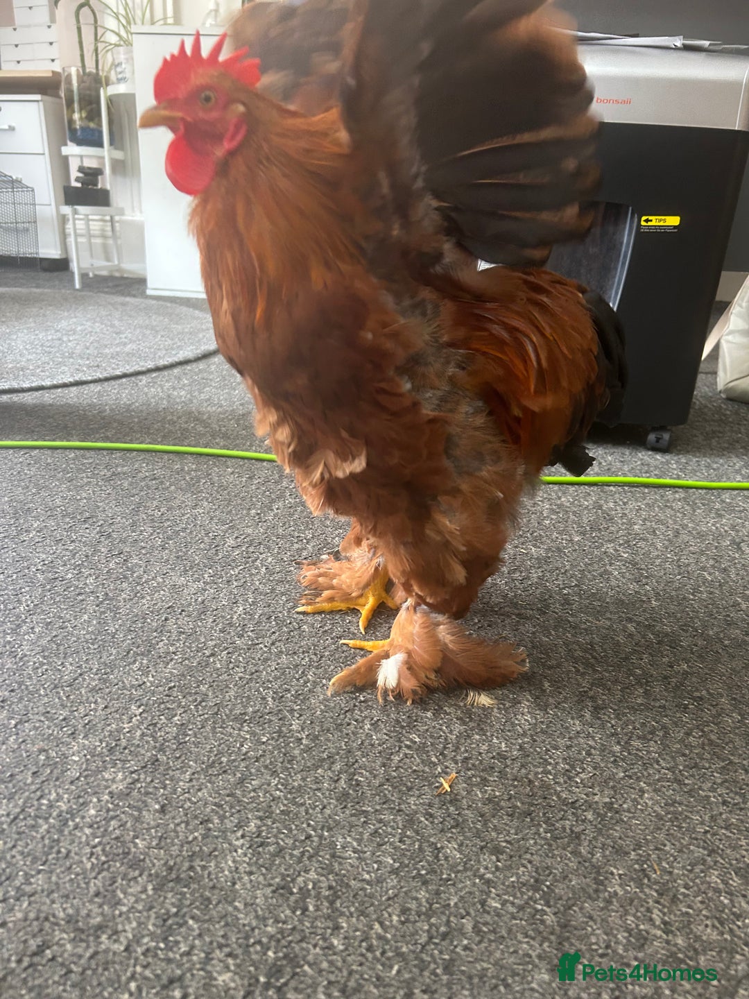 Chickens poultry for sale: Bantam cockerel looking for loving home!  - Image 5