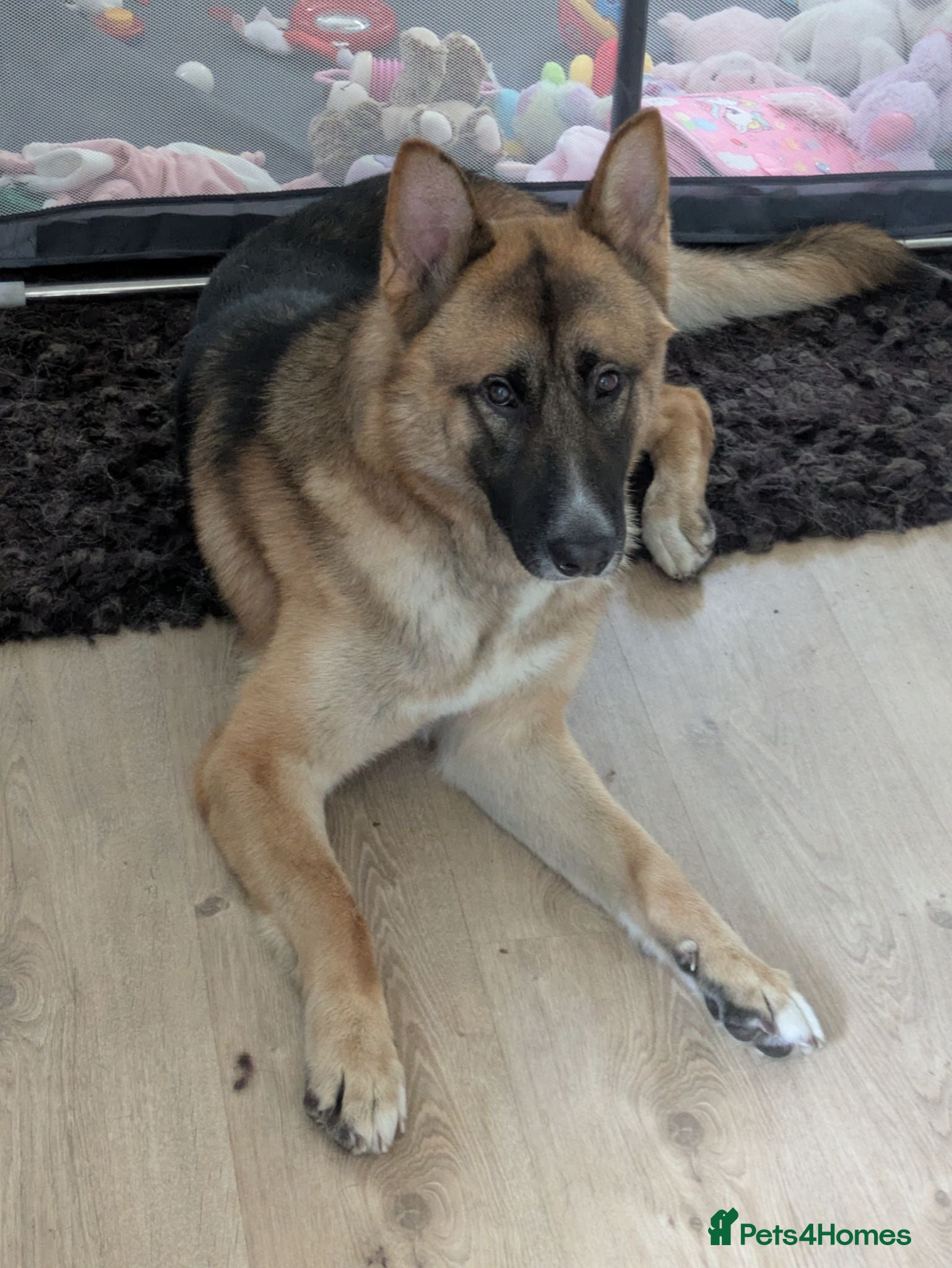 Mixed Breed dogs Sheru almost 2 year old Shepkita - Advert 2