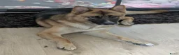 Mixed Breed dogs for stud: Sheru almost 2 year old Shepkita in Borehamwood - Advert 1