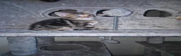 Arabian Mau cats for sale: Gorgeous kittens  - Advert 7
