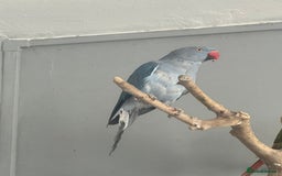 Ringnecks birds for sale: Female Indian ringneck - Image 4