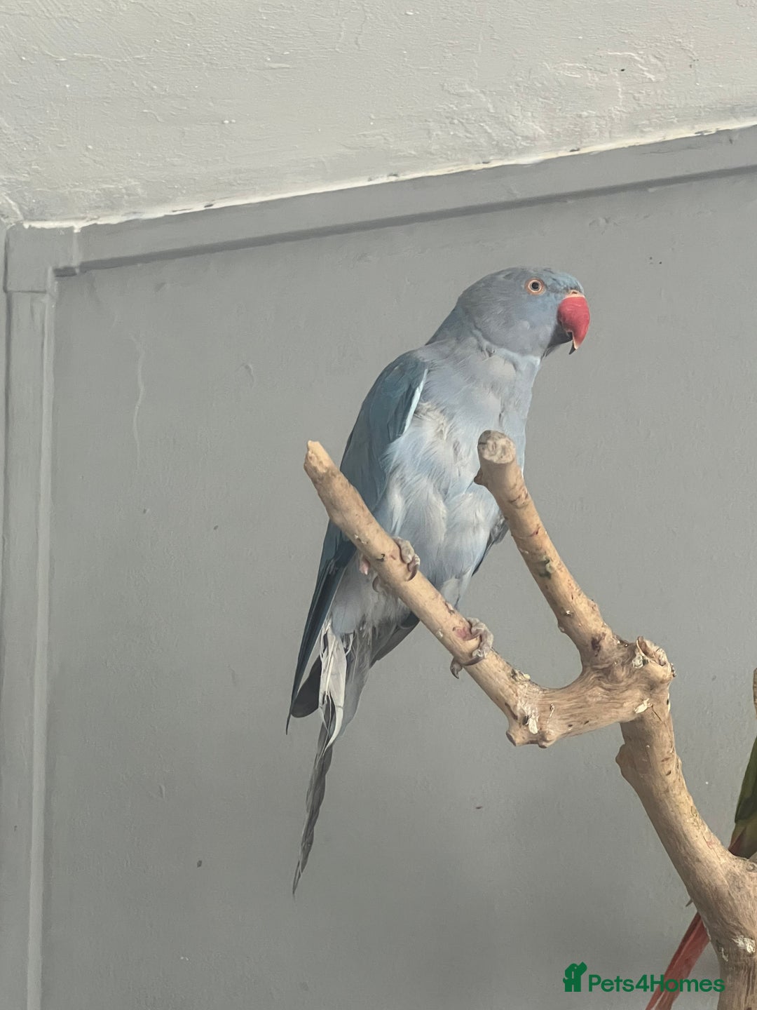 Ringnecks birds for sale: Female Indian ringneck - Image 4